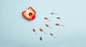 반으로 잘린 피망을 향해 여러 씨앗이 이동하는 모습