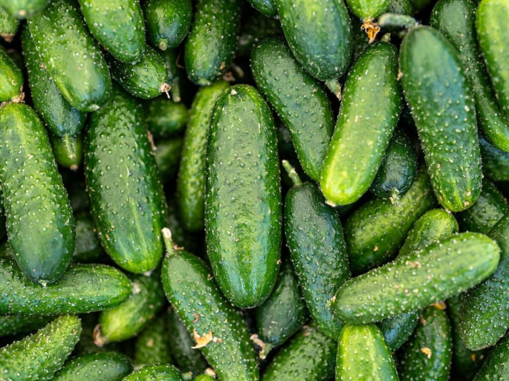 딜도를 닮은 채소, 여러 개의 녹색 가시 오이