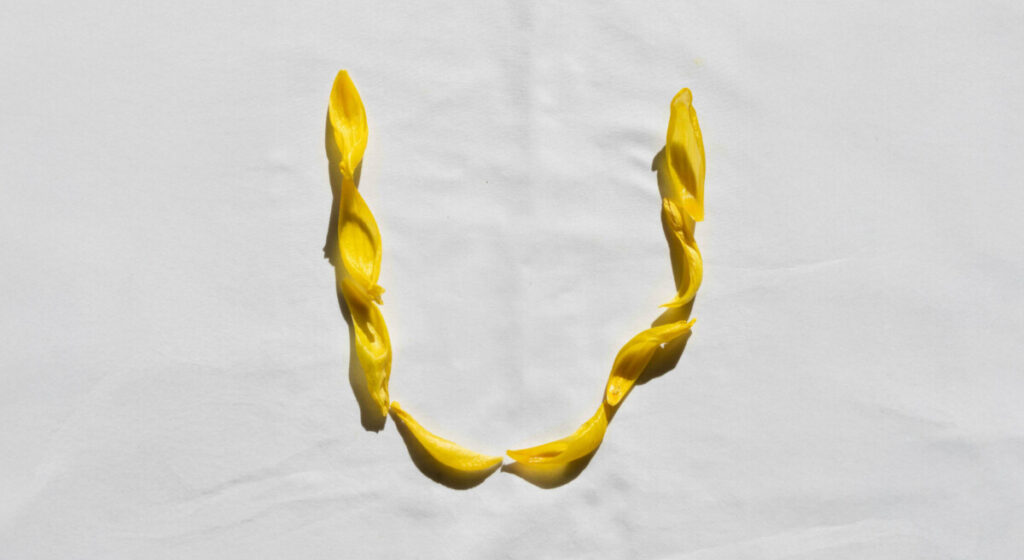 흰 배경 위에 노란 꽃잎들을 나열하여 'U'자 형태로 구부러진 더블 딜도의 실루엣을 형상화한 모습.